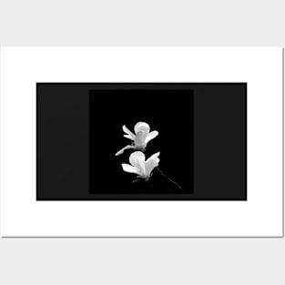 Two Magnolia Blossoms on Black Posters and Art